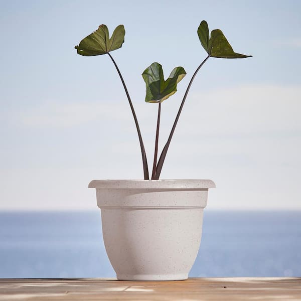 Ariana 13 in. L x 13 in. W x 10.25 in. H 12 qts. Vanilla Bean Indoor/Outdoor Plastic Self-Watering Decorative Pot