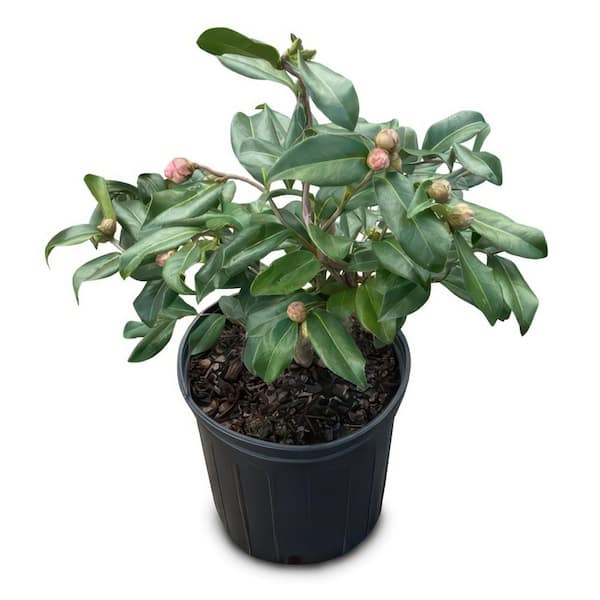 3 gal. Camellia Red Twister Shrub