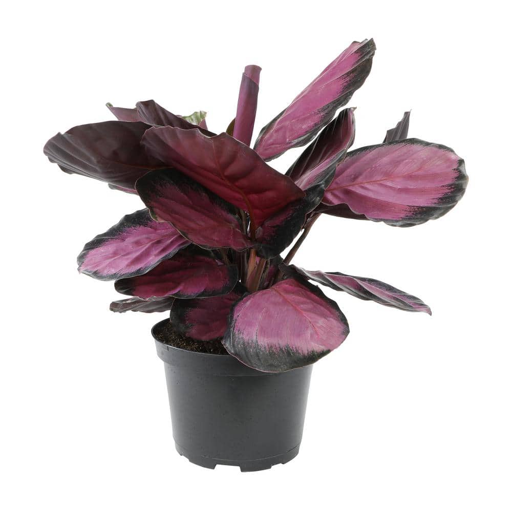 Calathea Roseopicta Purple Rose in Black Plastic Planter