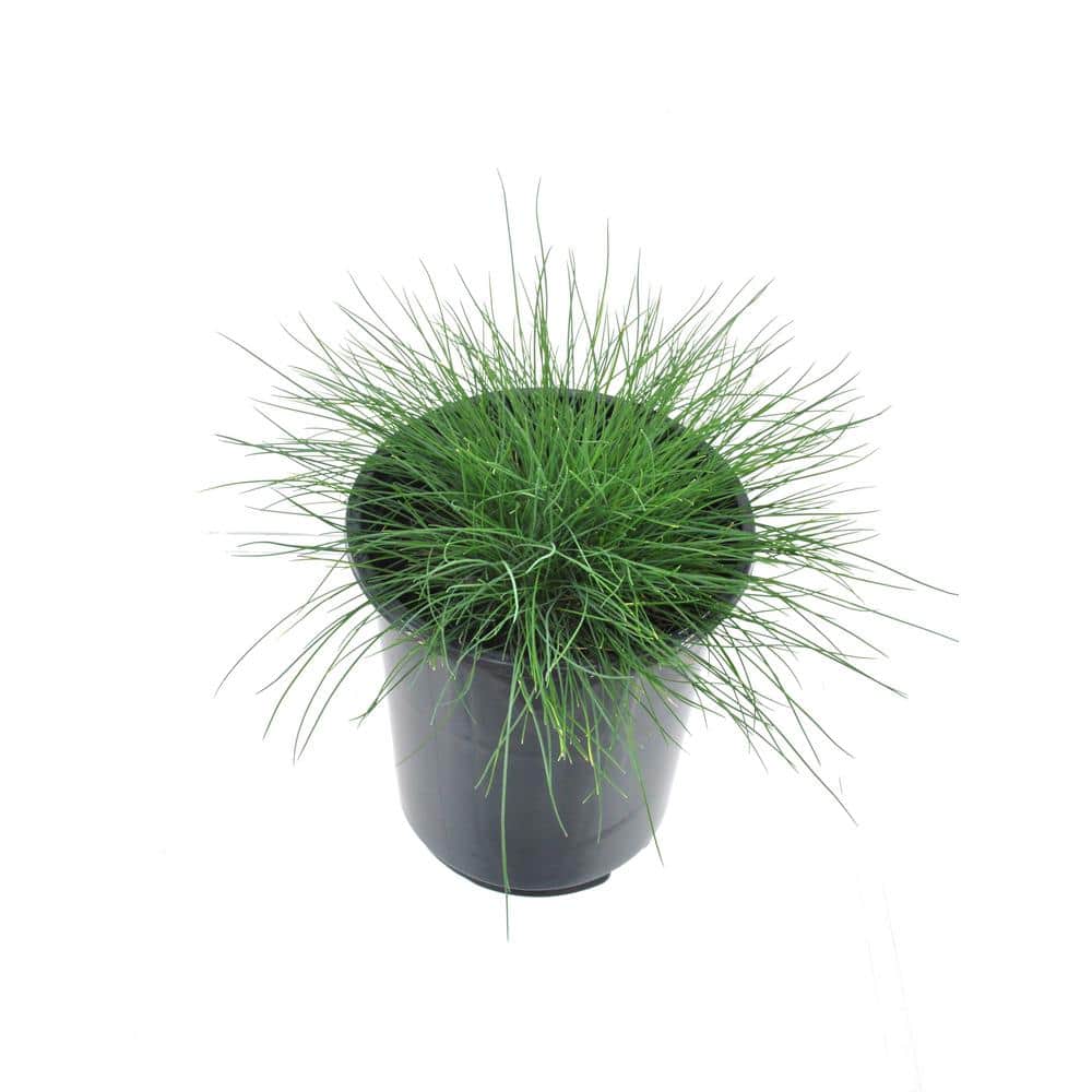 2.5 QT. Grass Festuca Boulder Blue