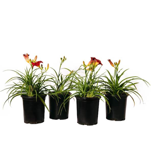 #1 Container Daylily Cranberry Baby Red Perennial Plants (4-Pack)