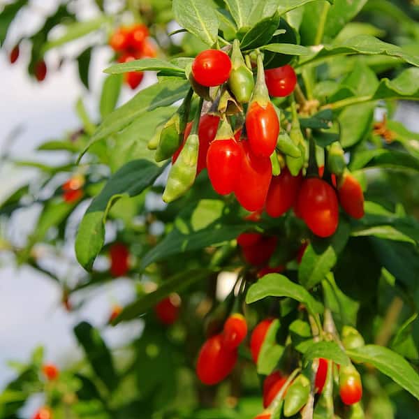 national PLANT NETWORK 2.5 Qt. Gogi Berry Plant