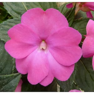 1 Qt. Pink SunPatiens Impatiens Outdoor Annual Plant with Pink Flowers in 4.7 in. Grower's Pot (4-Plants)