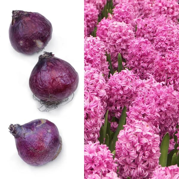 Hyacinth Pink Pearl Bulbs (10-Pack)
