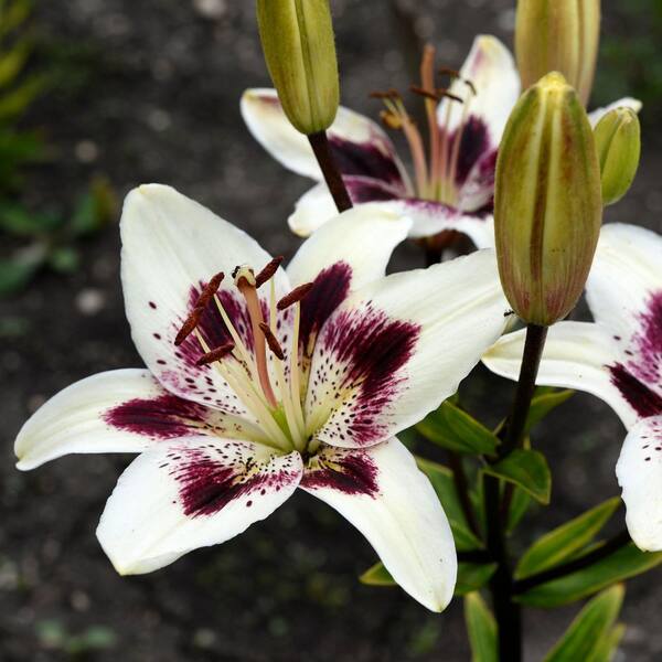 VAN ZYVERDEN Lilies Asiatic Black Eye Bulbs (Pack of 7) 11355