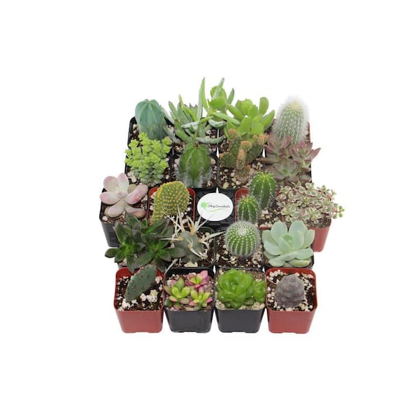 self water plant pots Clear Color Self Watering Planter Unwrapped main image 1