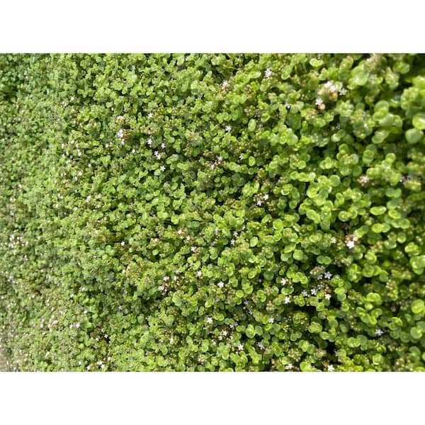 Cesicia Sedum Little Missy Spreading Plant (10-Pack)