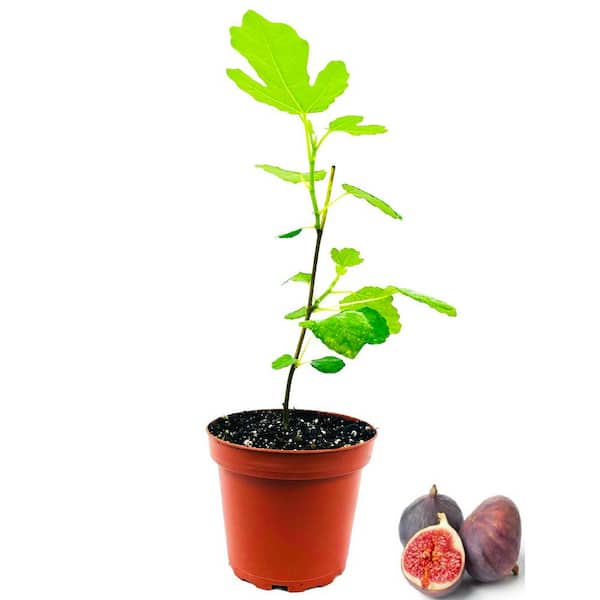 Wekiva Foliage 4 in. Olympian Fig Tree Live Plant in a Pot Ficus Carica Olympian Edible Fruit Tree for The Patio and Garden