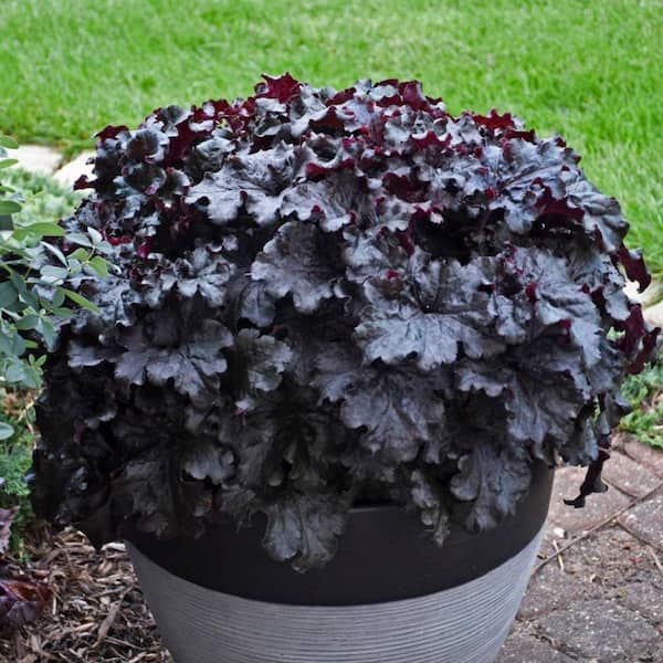 PROVEN WINNERS 4.5 in. Quart Dressed Up Evening Gown Coral Bells (Heuchera) Live Plant Black Foliage