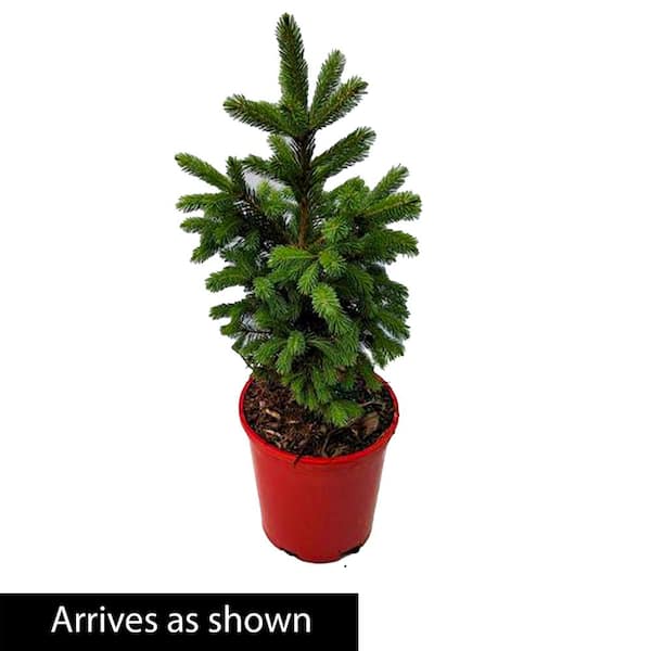 1 Gal. Pot Black Hills Spruce (Picea), Evergreen Shrub (1-Pack)
