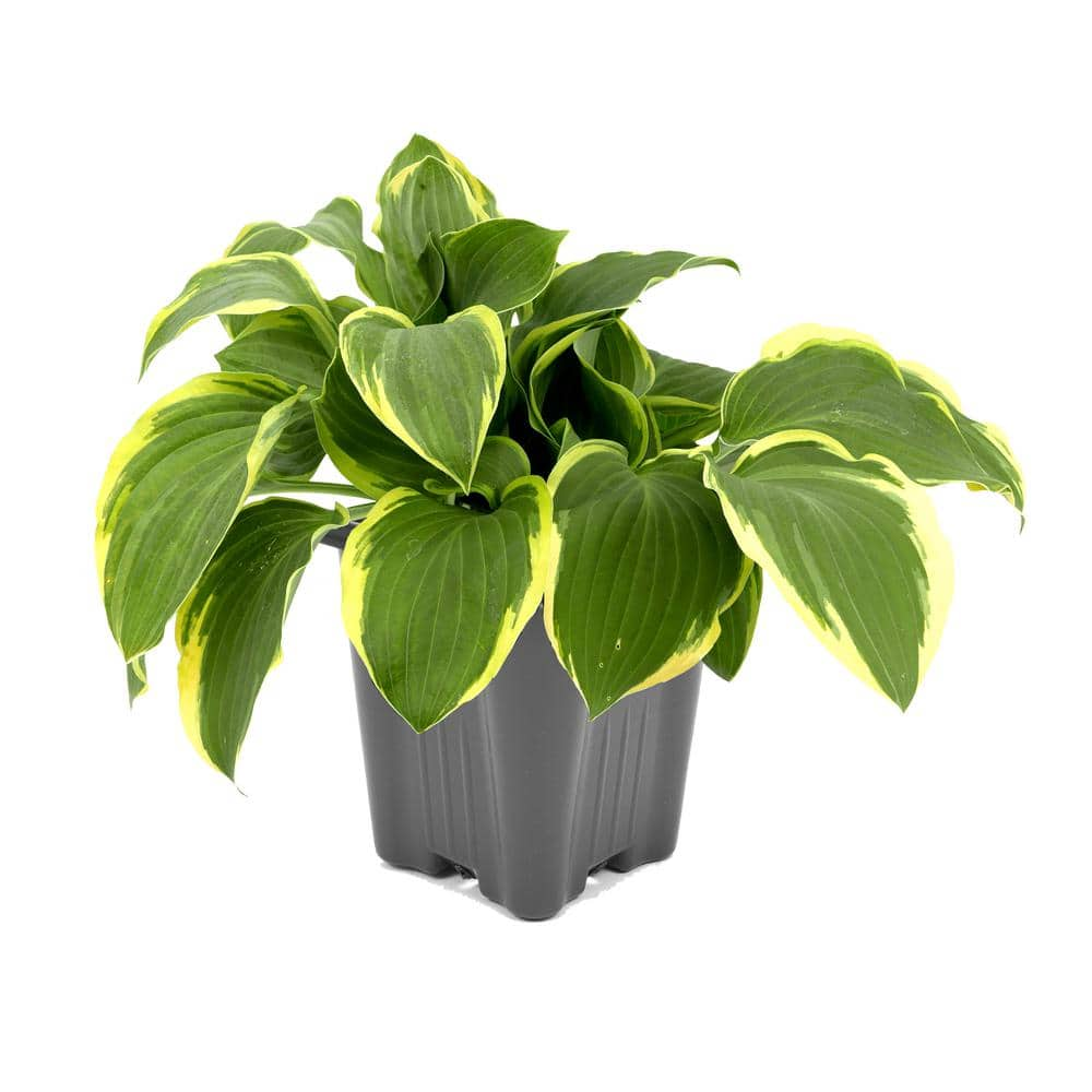 Perennial Hosta Twilight 1.0 qt. - (1-Pack) 2536 - The Home Depot