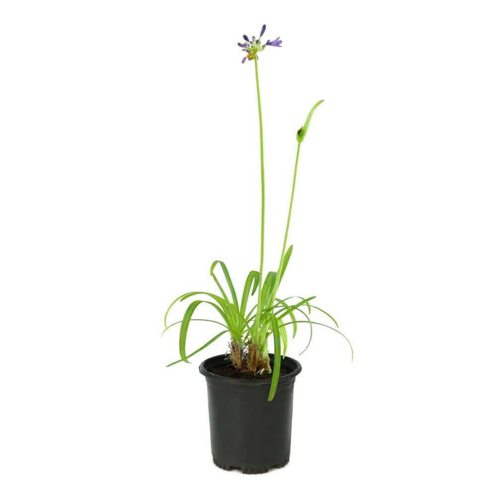 1 Gal. Agapanthus Plant with Purple Flowers (2-Pack) price history on PriceWatchPro