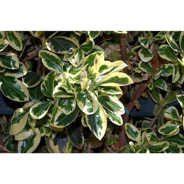 Online Orchards 1 Gal Silver King Euonymus Shrub Evergreen Leaves With Silvery White Edges Sbeu003 The Home Depot