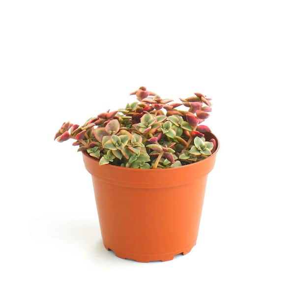 Shop Succulents Calico Kitten Hanging Succulent, Crassula Pellucida Variegata, Fully Rooted Live 4 in. Succulent Plant