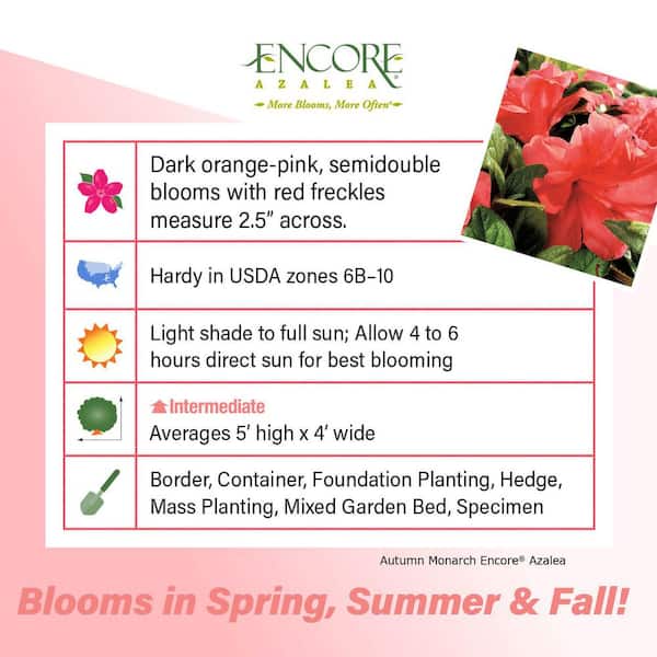 3 Gal. Autumn Monarch Shrub with Orange-Pink Reblooming Flowers