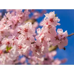 Akebono Cherry Blossom Tree (Bare Root, 3 ft. to 4 ft. Tall)