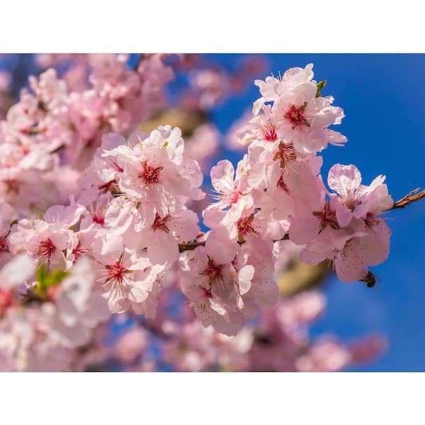 Online Orchards Akebono Cherry Blossom Tree Bare Root 3 Ft To 4 Ft Tall Flch008 The Home Depot