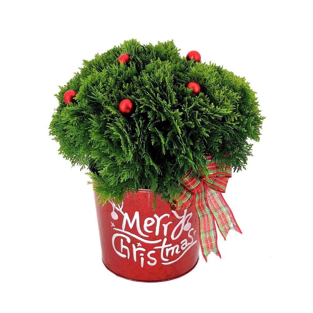 10 in. Live Holiday Danica Arborvitae with Red Ornaments and Decorative Mer