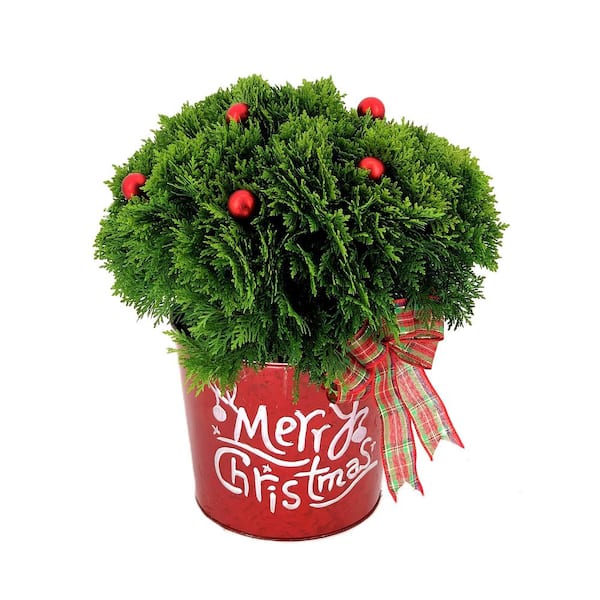 Unbranded 10 in. Live Holiday Danica Arborvitae with Red Ornaments and Decorative Merry Christmas Pot