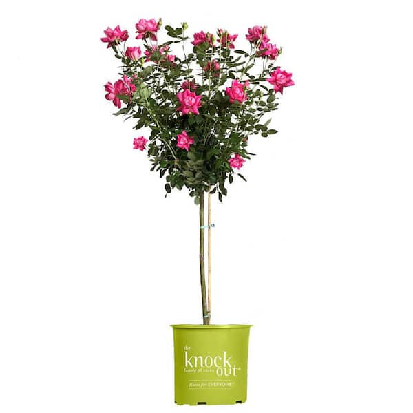 KNOCK OUT 3 Gal. Pink Double Knock Out Rose Tree with Pink Flowers