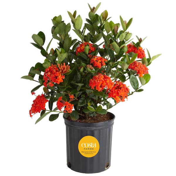 Costa Farms 2 Gal. Blooming Red Ixora Outdoor Plant in Grower Pot, Avg. Shipping Height 1-2 ft. Tall