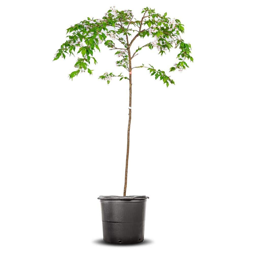 Perfect Plants 4-5 ft. Tall Yoshino Weeping Cherry Tree in Grower's Pot ...