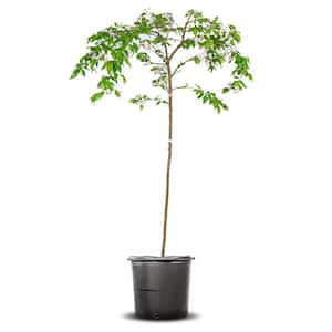 4-5 ft. Tall Yoshino Weeping Cherry Tree in Grower's Pot, Elegant Cascading Foliage with White Blooms