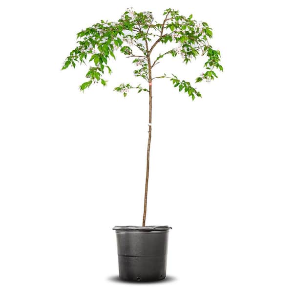 Perfect Plants 4-5 ft. Tall Yoshino Weeping Cherry Tree in Grower's Pot, Elegant Cascading Foliage with White Blooms