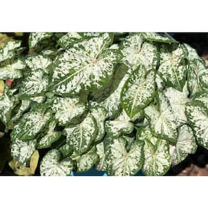 4.5 in. Quart Heart to Heart Snow Flurry (Caladium) Live Plant, White and Green Foliage with some Pink