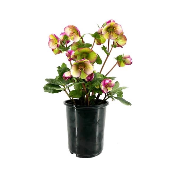 FROSTKISS 2.5 qt. Glenda's Gloss Hellebore Perennial Plant with White and Pink Flowers (1-Pack)