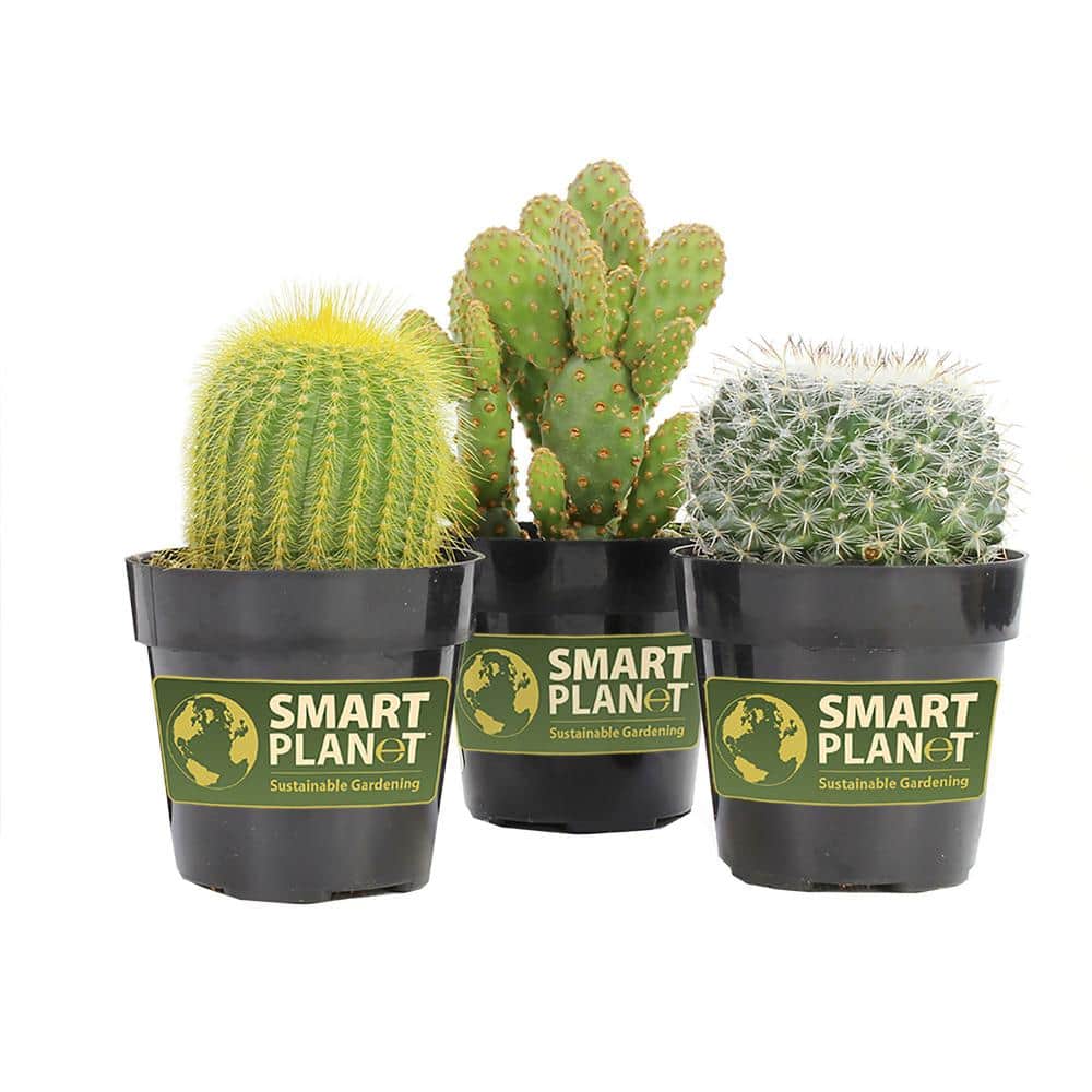 Vibrant Trio 7" Multicolor Cactus Succulent Collection in Plastic Pots