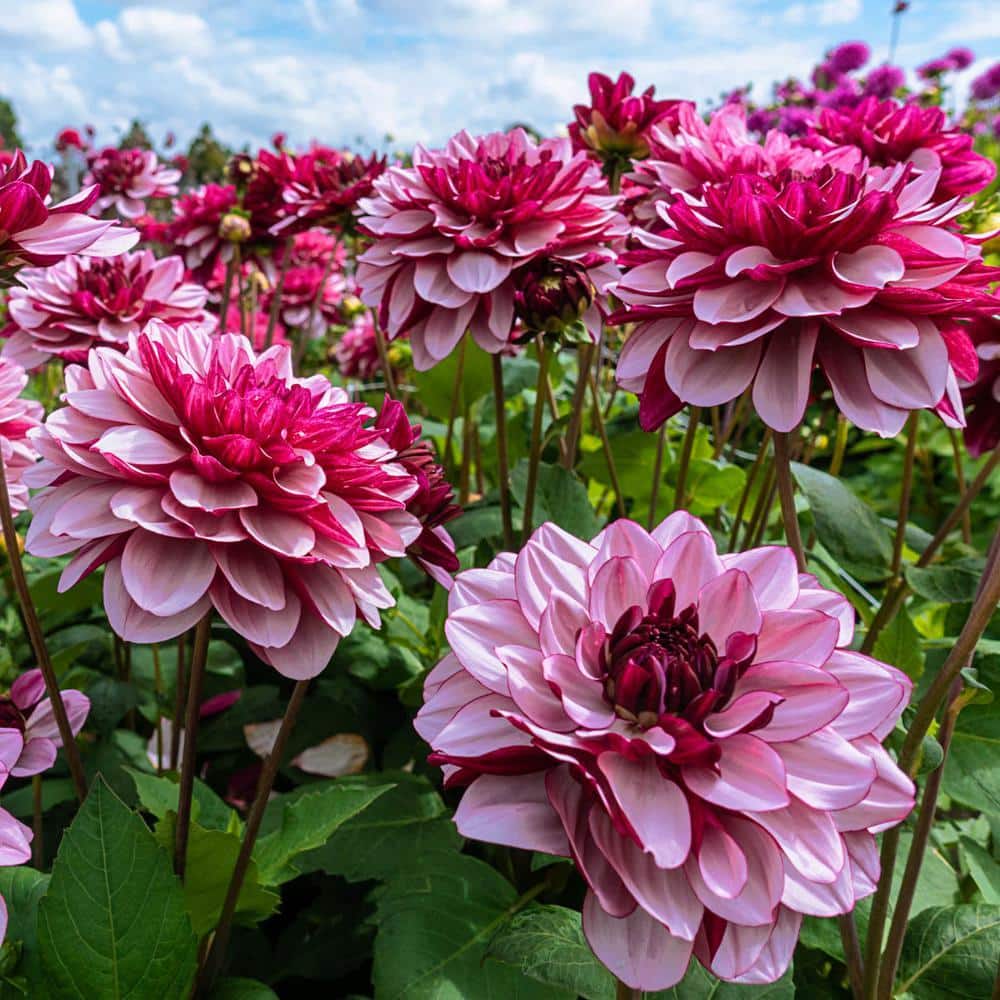 Breck's Creme de Cassis Dahlia Dormant Bulbs, Purple Colored