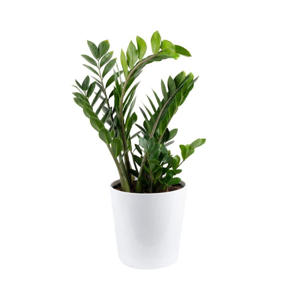 Zamioculas Zamiifolia Indoor ZZ Plant in 10 in. Decor Planter, Avg. Shipping Height 1-2 ft. Tall price history on PriceWatchPro