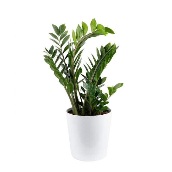 Dream Plants ٩(❛ᴗ❛)۶ costa-farms-house-plants-co-3-