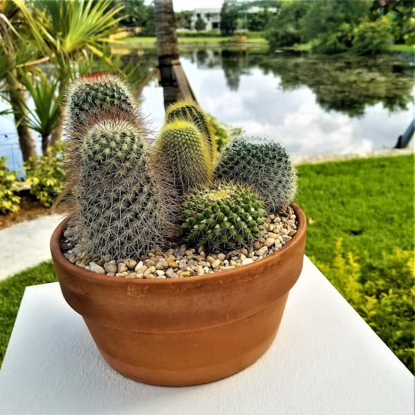 https://images.thdstatic.com/productImages/fc6a1b45-50a9-49c6-84a2-fb79a3559085/svn/pure-beauty-farms-cactus-plants-dc2cactusassorted-31_600.jpg