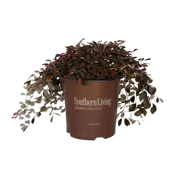 1.5 Gal. Purple Pixie Dwarf Weeping Loropetalum, Groundcover Evergreen Shrub with Purple Foliage, Pink Blooms