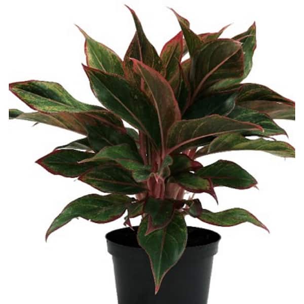 BELL NURSERY Red Aglaonema Plant in 6 in. Mojave Grower
