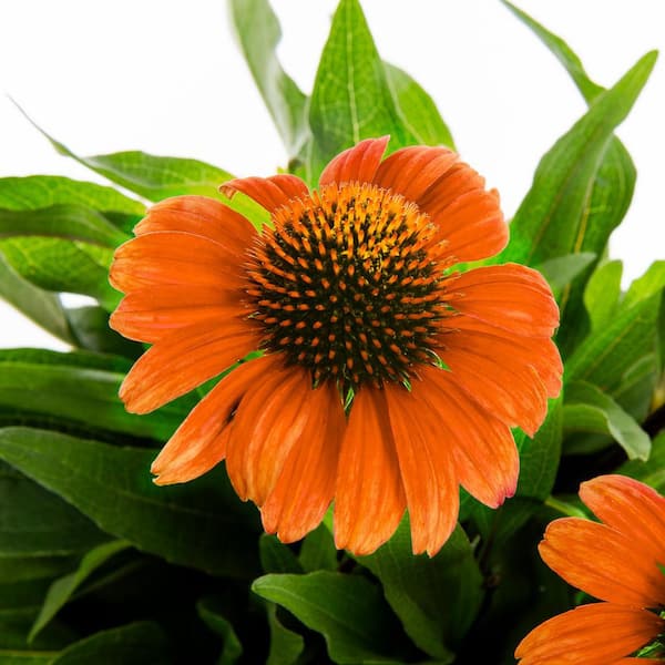 2 Qt. Echinacea Coneflower Sunseeker Mineola Orange Perennial Plant (3-Pack)