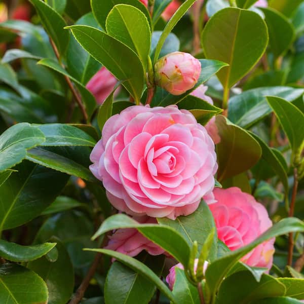 3 Gal. Camellia Shi Shi Shrub with Pink Flowers
