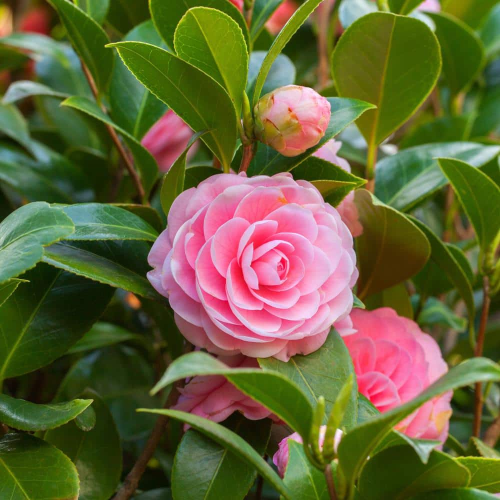 national PLANT NETWORK 3 Gal. Camellia Shi Shi Shrub with Pink Flowers ...