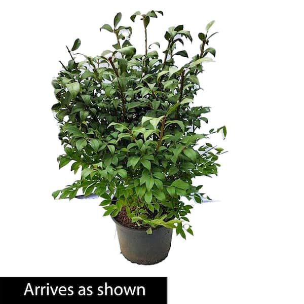3 Gal. Pot Burning Bush Potted Ornamental Shrub (1-Pack)