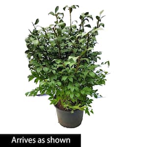 2.25 Gal. Pot Burning Bush (Euonymus), Live Deciduous Shrub (1-Pack)