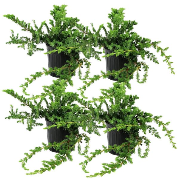 1 gal. Juniper Blue Rug Shrub (4-Pack)