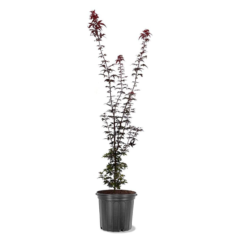 5 gal. Twombly's Red Sentinel Columnar Japanese Red Maple