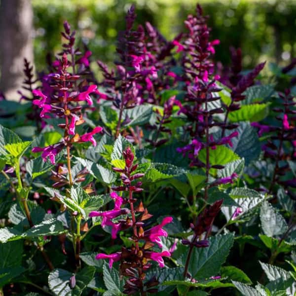 Proven Winners 4.25 in. Eco+ Grande Rockin' Fuchsia Salvia (Hybrid