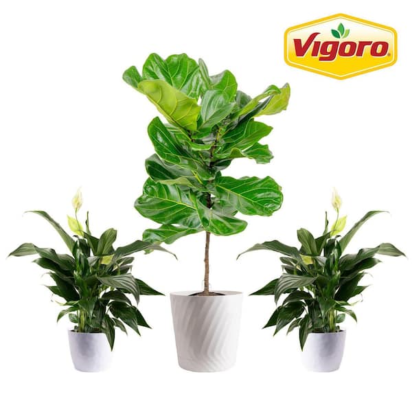 Vigoro 10 in. Fiddle Leaf Lyrata Standard and (2) 6 in. Spathiphyllum Peace Lily Plant in White Decor Planter, (3 Pack)