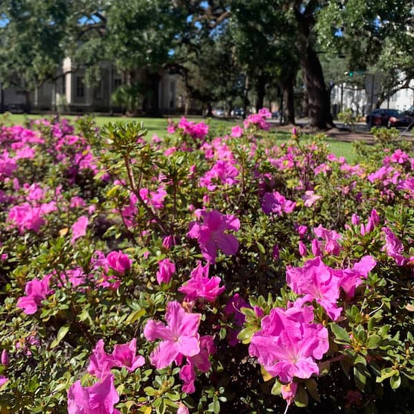 ENCORE AZALEA 2 Gal. Autumn Lilac Azalea Shrub with