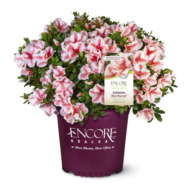 1 Gal. Autumn Starburst Azalea Shrub with Reblooming White and Coral-Pink Flowers - Low-Maintenance Evergreen Bush