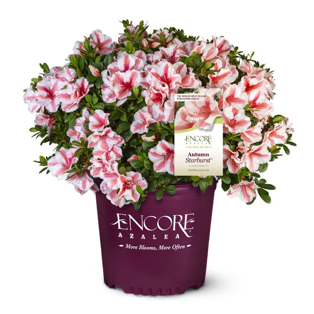 Shout in the Rainbow/première fleurs Touran™ Pink | Syngenta Flowers