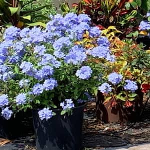3 Gal. Plumbago Imperial Blue Flowering Shrub with Blue Flowers